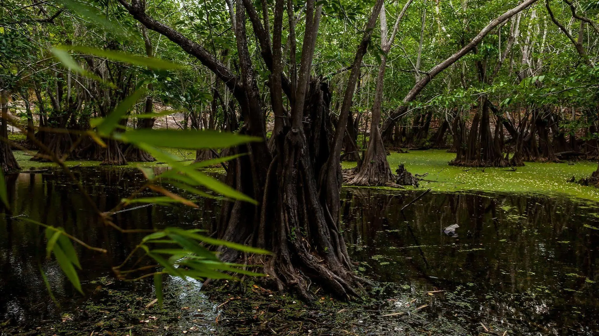 Casa Cenote Popol Vuh Villa Leona Vicario